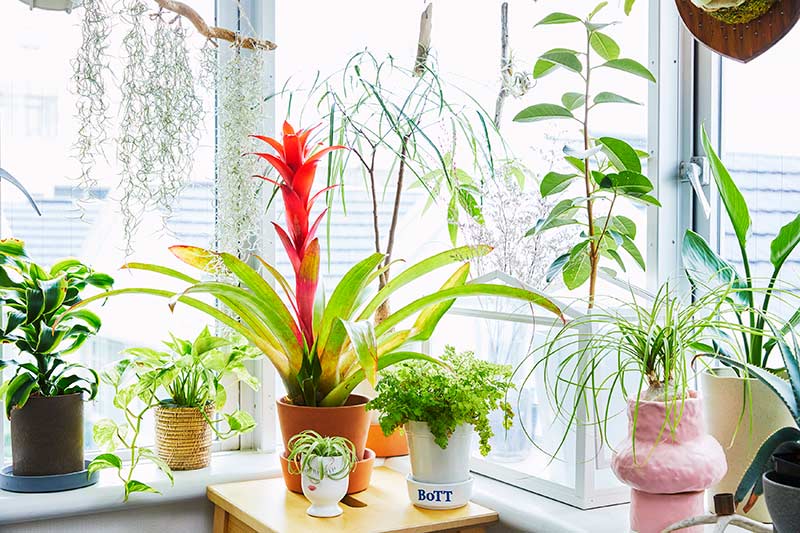 窓際の植物