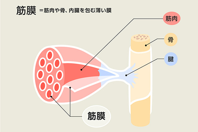 筋膜