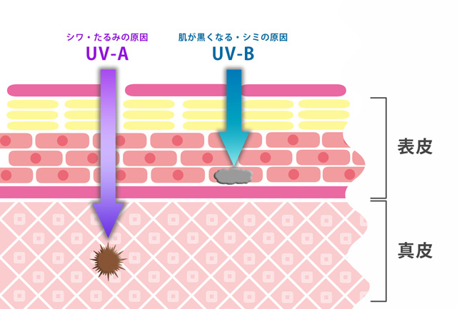 UV-A,UV-Bの違い