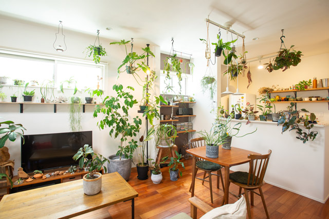 佐藤さんの家には、どこを見ても観葉植物が。視覚的な癒やし効果があるという