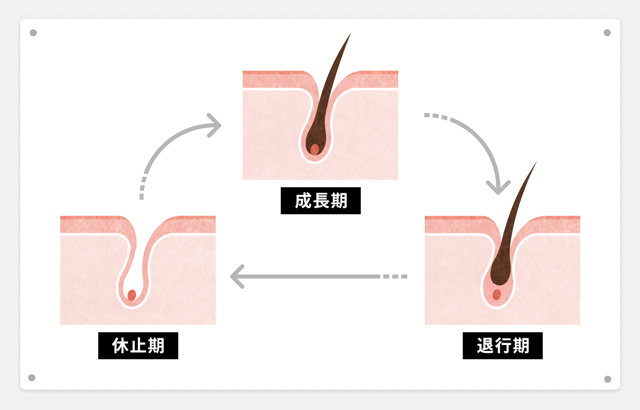 毛周期のサイクル