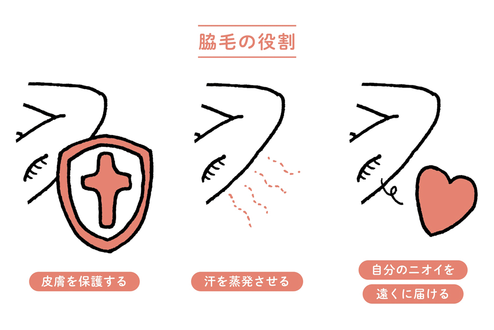 脇毛の役割