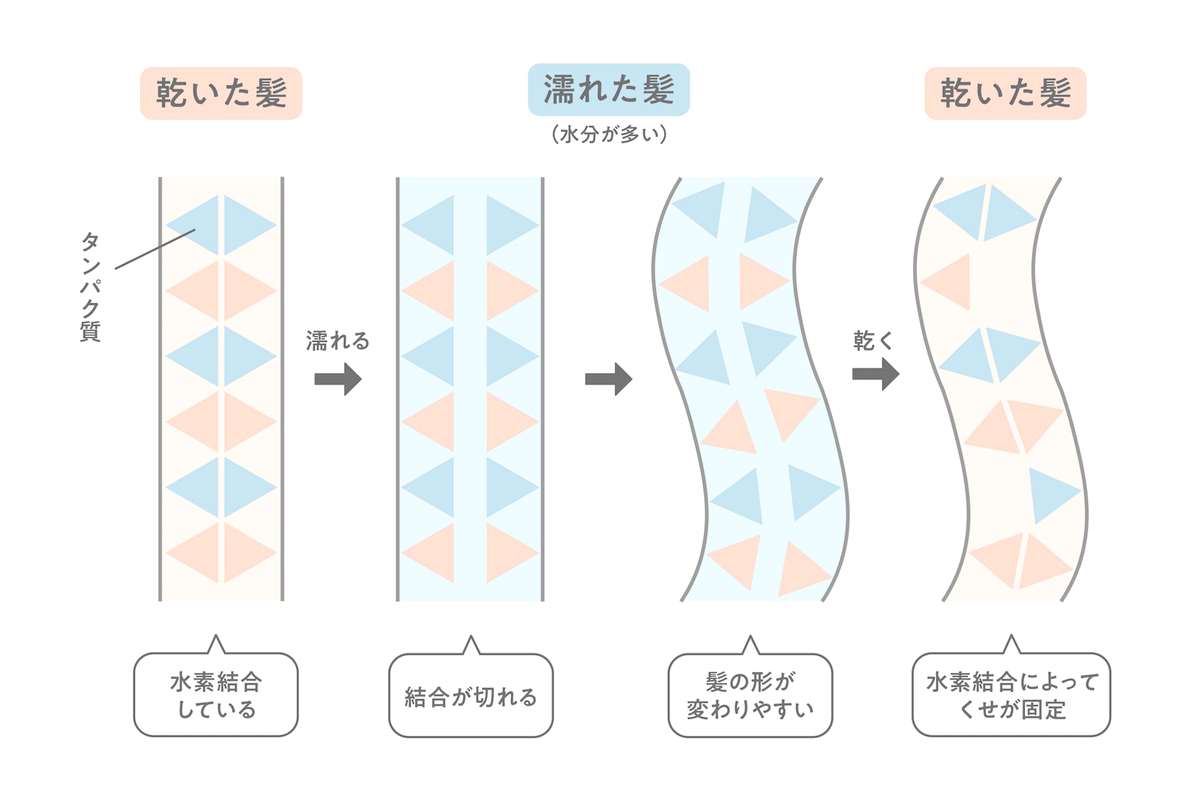 水素結合は、乾いた状態では強くはたらきますが、水分が多くなると切れやすくなります。