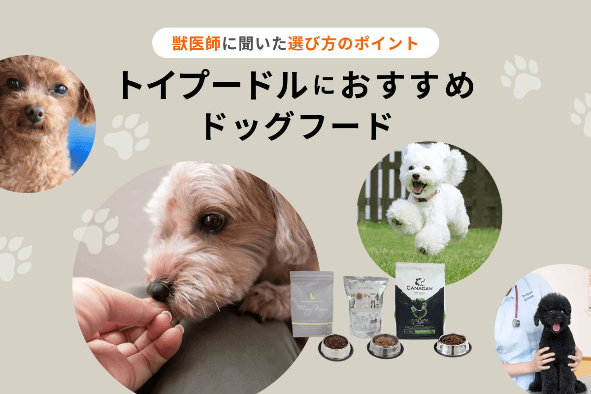 トイプードルにおすすめドッグフード