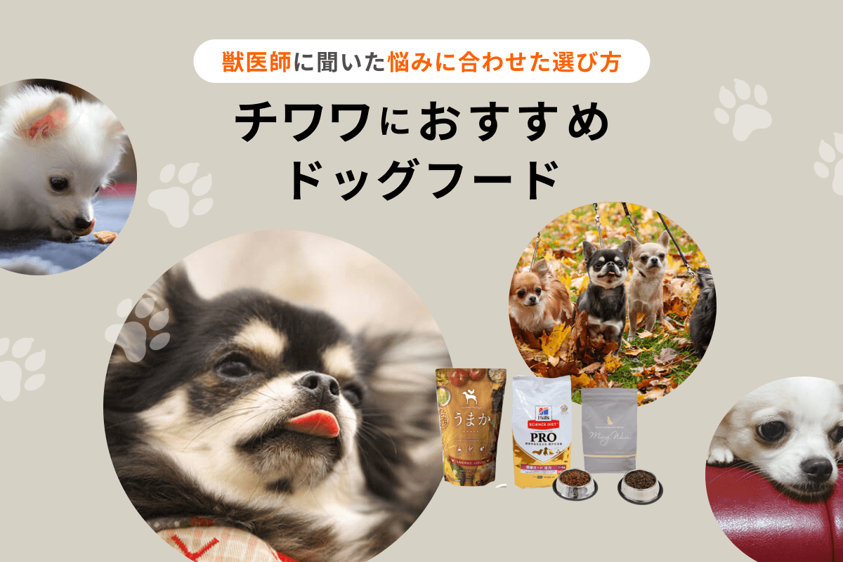 チワワにおすすめのドッグフード