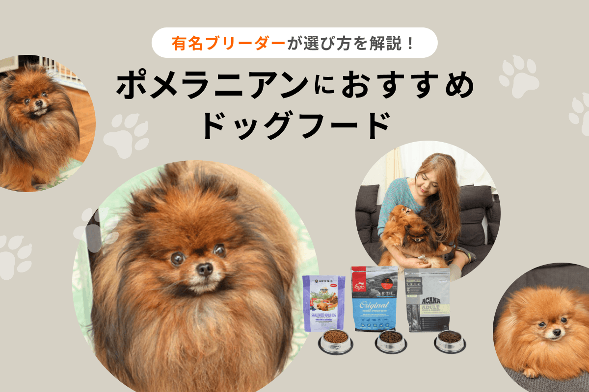 ポメラニアンにおすすめドッグフード