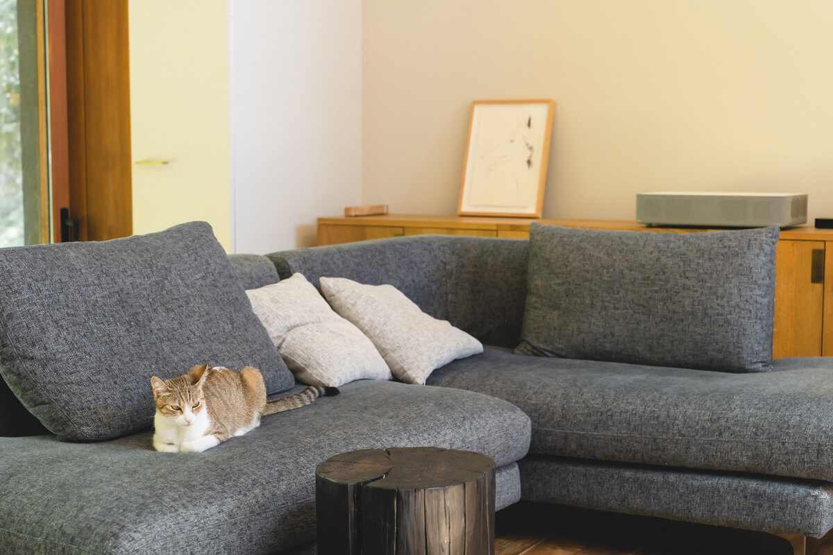 猫を飼っている家が臭いと感じるおもな原因