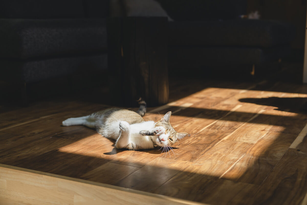 猫と心地よく暮らすためのニオイ対策