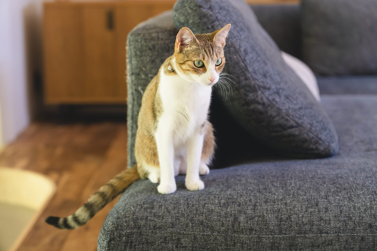 猫のいる部屋のニオイ対策は空間全体のケアが重要