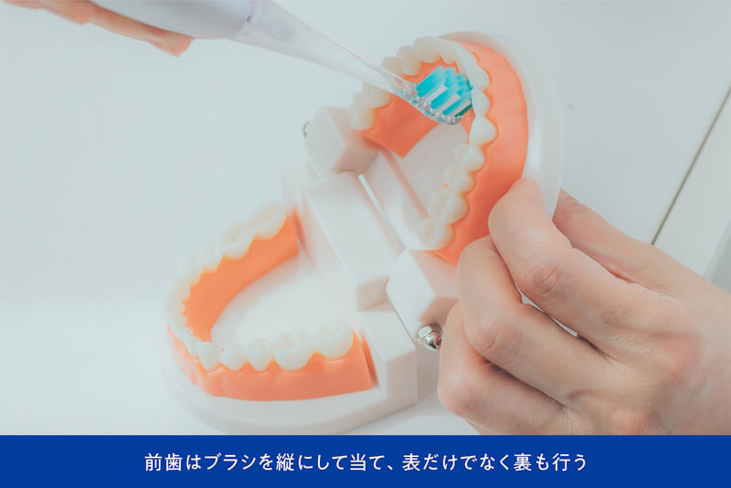 前歯はブラシを縦にして当て、表だけでなく裏も行う