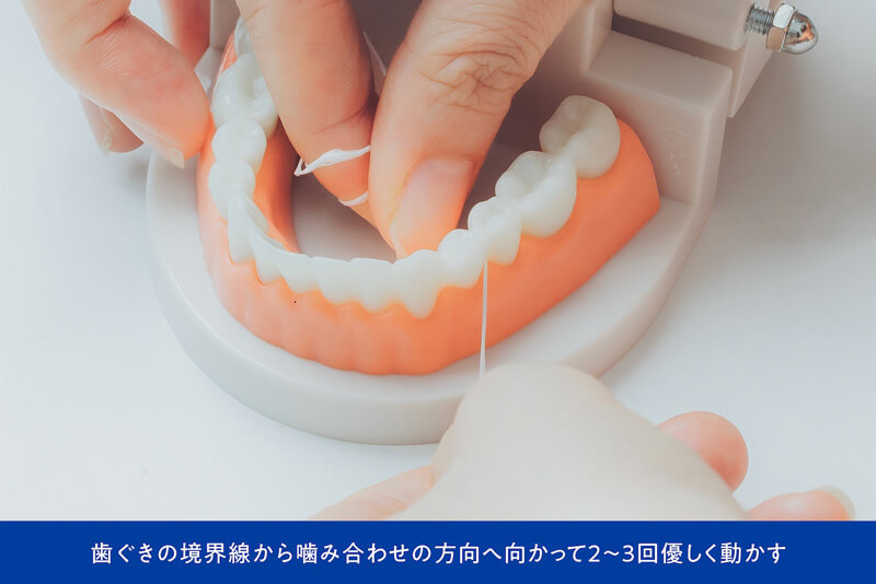 歯ぐきの境界線から噛み合わせの方向へ向かって2～3回優しく動かす